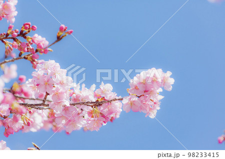 河津桜　早咲きの桜 98233415