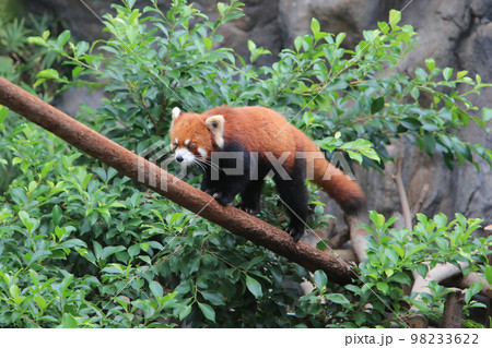 The Red Panda, Firefox or Lesser Panda 18 Nov 2012 98233622