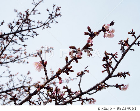 日高支所の日立紅寒桜 日高支所の日立紅寒桜 98234061