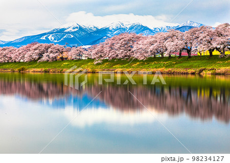 【宮城県・一目千本桜】蔵王連峰と早春の白石川堤一目千本桜 月月 【宮城県・一目千本桜】蔵王連峰と早春の白石川堤一目千本桜 月月 98234127