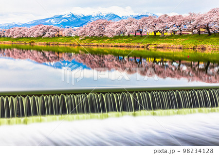 【宮城県・一目千本桜】蔵王連峰と早春の白石川堤一目千本桜 月月 【宮城県・一目千本桜】蔵王連峰と早春の白石川堤一目千本桜 月月 98234128