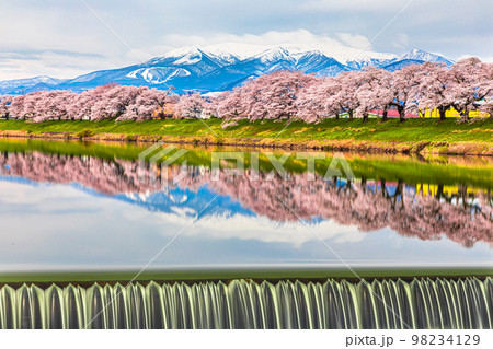 【宮城県･一目千本桜】蔵王連峰と早春の白石川堤一目千本桜 月月 98234129