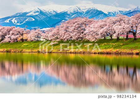 【宮城県・一目千本桜】蔵王連峰と早春の白石川堤一目千本桜 月月 【宮城県・一目千本桜】蔵王連峰と早春の白石川堤一目千本桜 月月 98234134