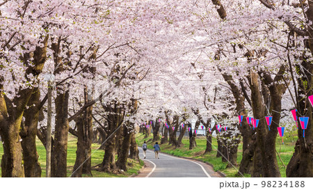 赤城南面千本桜 赤城南面千本桜 98234188