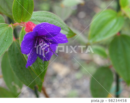 シコンノボタンの花 シコンノボタンの花 98234458