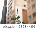 街のビルとバラのつぼみ 98234464