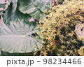 大きな観葉植物の葉っぱ 98234466