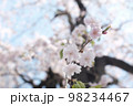 青空と八重桜 98234467