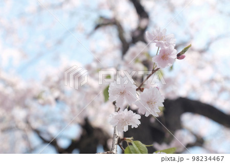 青空と八重桜 青空と八重桜 98234467