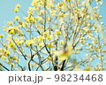 黄色い葉っぱの街路樹 98234468
