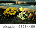 植え込みのチューリップ 98234469