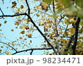 青空と黄色の葉っぱの樹木 98234471