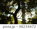 樹木のシルエットの影 98234472