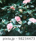 桃色の花と緑の葉っぱ 98234473