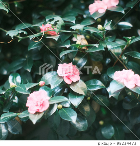 桃色の花と緑の葉っぱ 98234473