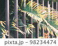 大きな観葉植物の葉っぱ 98234474
