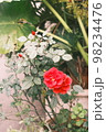 赤と白の花　緑の葉っぱ 98234476