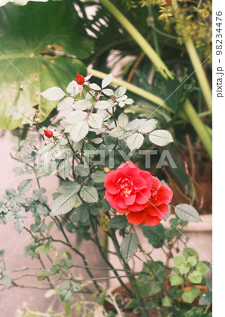 赤と白の花 緑の葉っぱ 赤と白の花 緑の葉っぱ 98234476