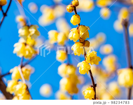 新春に咲く満開のロウバイの写真素材 9347