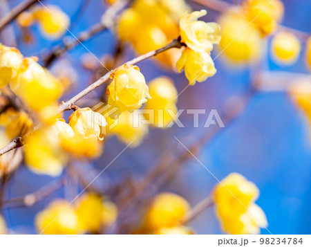 新春に咲く満開のロウバイの写真素材