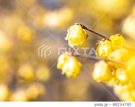 新春に咲く満開のロウバイの写真素材