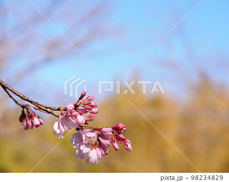 開花を始めた荘川桜の花のアップ 開花を始めた荘川桜の花のアップ 98234829