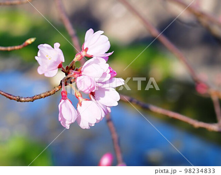 開花を始めた荘川桜の花のアップ 98234833