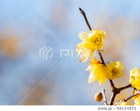 新春に咲く満開のロウバイの写真素材