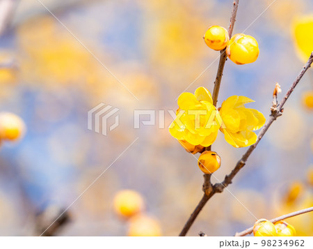 新春に咲く満開のロウバイの写真素材
