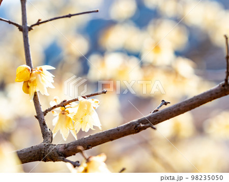 新春に咲く満開のロウバイ 新春に咲く満開のロウバイ 98235050