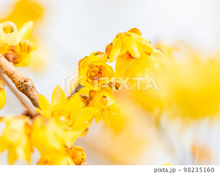 新春に咲く満開のロウバイ 98235160