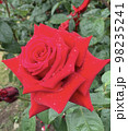 雨に濡れた赤いバラ 98235241