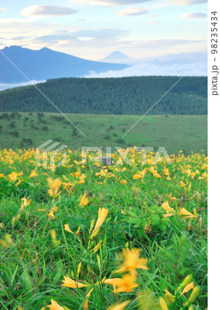 ニッコウキスゲ 長野県霧ヶ峰高原 ニッコウキスゲ 長野県霧ヶ峰高原 98235434
