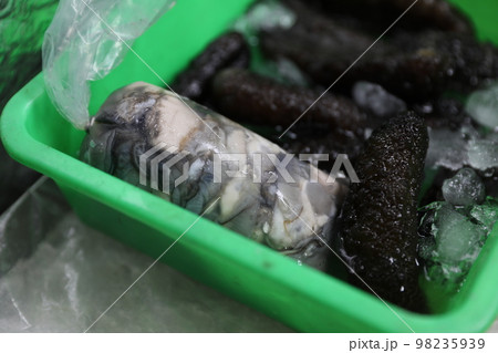 なまこ ナマコ 海鼠 98235939