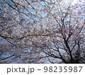 桜の花 98235987