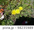 たんぽぽの花 98235989