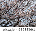 桜の花 98235991