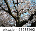 桜の木 98235992