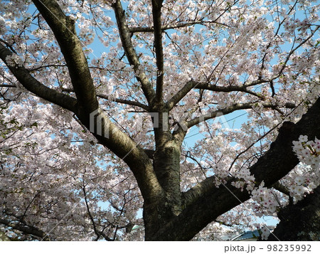 桜の木 98235992
