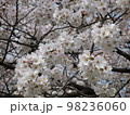 桜の花 98236060
