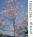 桜の木 98236061
