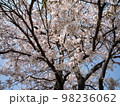 桜の木 98236062