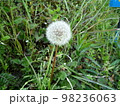たんぽぽの綿毛 98236063