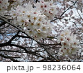 桜の花 98236064