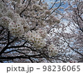 桜の花 98236065