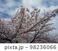 桜の花 98236066
