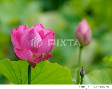 蓮の花咲く池の風景 蓮の花咲く池の風景 98236076