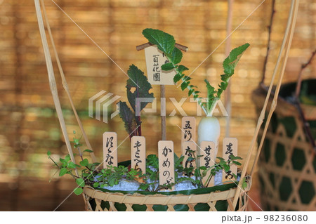 春の七草 寄せ植え 七草粥 野草 春の七草 寄せ植え 七草粥 野草 98236080