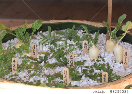 春の七草 寄せ植え 七草粥 野草 春の七草 寄せ植え 七草粥 野草 98236082