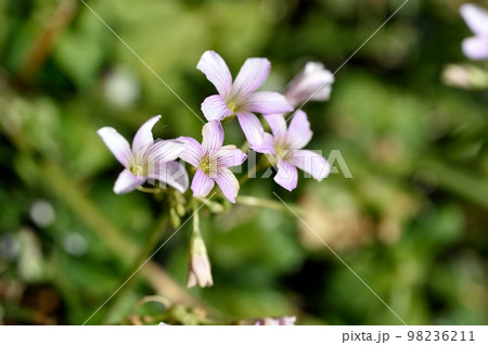 ムラサキカタバミの花 ムラサキカタバミの花 98236211